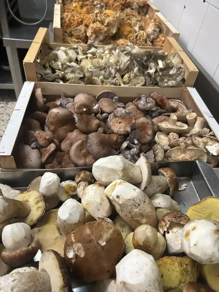 Setas de temporada recién llegadas a la cocina
